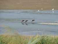 Tiere am Schwarzen Meer